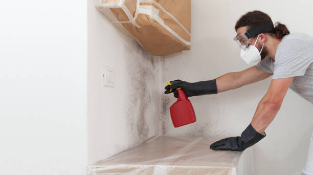 Basement Mold Remediation treatment on basement walls in Cochranville